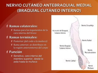NERVIO CUTÁNEO ANTEBRAQUIAL MEDIALNERVIO CUTÁNEO ANTEBRAQUIAL MEDIAL
(BRAQUIAL CUTÁNEO INTERNO)(BRAQUIAL CUTÁNEO INTERNO)
 Ramas colaterales:Ramas colaterales:
 Ramas para los tegumentos de laRamas para los tegumentos de la
cara interna del brazocara interna del brazo
 Ramas terminales:Ramas terminales:
 Posterior (del codo a la muñeca)Posterior (del codo a la muñeca)
 Rama anterior, se distribuye enRama anterior, se distribuye en
la región anterointerna del carpola región anterointerna del carpo
 FunciónFunción
 Sensitiva, cara interna delSensitiva, cara interna del
miembro superior, desde lamiembro superior, desde la
axila hasta la muñecaaxila hasta la muñeca
 
