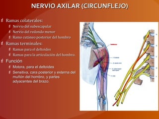 NERVIO AXILAR (CIRCUNFLEJO)NERVIO AXILAR (CIRCUNFLEJO)
 Ramas colaterales:Ramas colaterales:
 Nervio del subescapularNervio del subescapular
 Nervio del redondo menorNervio del redondo menor
 Ramo cutáneo posterior del hombroRamo cutáneo posterior del hombro
 Ramas terminales:Ramas terminales:
 Ramas para el deltoidesRamas para el deltoides
 Ramas para la articulación del hombro.Ramas para la articulación del hombro.
 FunciónFunción
 Motora, para el deltoidesMotora, para el deltoides
 Sensitiva, cara posterior y externa delSensitiva, cara posterior y externa del
muñón del hombro, y partesmuñón del hombro, y partes
adyacentes del brazo.adyacentes del brazo.
 