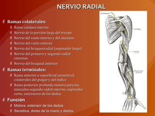 NERVIO RADIALNERVIO RADIAL
 Ramas colateralesRamas colaterales::
 Ramo cutáneo internoRamo cutáneo interno
 Nervio de la porción larga del trícepsNervio de la porción larga del tríceps
 Nervio del vasto interno y del ancóneoNervio del vasto interno y del ancóneo
 Nervio del vasto externoNervio del vasto externo
 Nervio del braqueoradial (supinador largo)Nervio del braqueoradial (supinador largo)
 Nervio del primero y segundo radialNervio del primero y segundo radial
externos.externos.
 Nervio del braquial anteriorNervio del braquial anterior
 Ramas terminales:Ramas terminales:
 Rama anterior o superficial (sensitiva):Rama anterior o superficial (sensitiva):
colaterales del pulgar y del índicecolaterales del pulgar y del índice
 Rama posterior profunda motora para losRama posterior profunda motora para los
músculos segundo radial externo, supinadormúsculos segundo radial externo, supinador
corto, extensores de los dedos.corto, extensores de los dedos.
 FunciónFunción
 Motora, extensor de los dedosMotora, extensor de los dedos
 Sensitiva, dorso de la mano y dedos.Sensitiva, dorso de la mano y dedos.
 