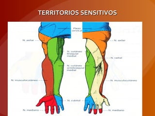 TERRITORIOS SENSITIVOSTERRITORIOS SENSITIVOS
 