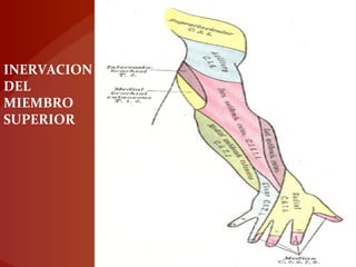 INERVACION
DEL
MIEMBRO
SUPERIOR
 