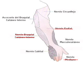 INERVACIÓN DE
MIEMBRO SUPERIOR
 