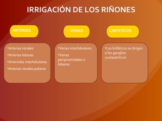 •Arterias renales
•Arterias lobares
•Arteriolas interlobulares
•Arterias renales polares
ARTERIAS VENAS LINFATICOS
•Venas interlobulares
•Venas
peripiramidales o
lobares
•Los linfáticos se dirigen
a los ganglios
yuxtaaórticos
IRRIGACIÓN DE LOS RIÑONES
 