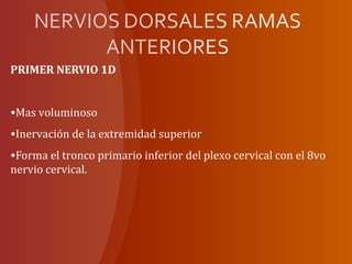 PRIMER NERVIO 1D
•Mas voluminoso
•Inervación de la extremidad superior
•Forma el tronco primario inferior del plexo cervical con el 8vo
nervio cervical.
 