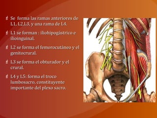  Se forma las ramas anteriores deSe forma las ramas anteriores de
L1, L2,L3, y una rama de L4.L1, L2,L3, y una rama de L4.
 L1 se forman : iliohipogástrico eL1 se forman : iliohipogástrico e
ilioinguinal.ilioinguinal.
 L2 se forma el femorocutáneo y elL2 se forma el femorocutáneo y el
genitocrural.genitocrural.
 L3 se forma el obturador y elL3 se forma el obturador y el
crural.crural.
 L4 y L5: forma el trocoL4 y L5: forma el troco
lumbosacro, constituyentelumbosacro, constituyente
importante del plexo sacro.importante del plexo sacro.
 