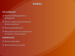 RAMASRAMAS
COLATERALESCOLATERALES
 Nervios iliohipogástrico eNervios iliohipogástrico e
ilioinguinal.ilioinguinal.
 Nervio cutáneo lateral femoralNervio cutáneo lateral femoral
(femorocutáneo)(femorocutáneo)
 Nervio genitofemoralNervio genitofemoral
 Musculares para el cuadrado deMusculares para el cuadrado de
los lomos y el psoasiliaco.los lomos y el psoasiliaco.
TERMINALESTERMINALES
 Nervio obturadorNervio obturador
 Nervio femoral (crural)Nervio femoral (crural)
 