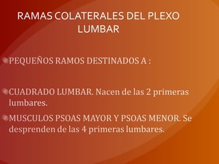 RAMAS COLATERALES DEL PLEXO
LUMBAR
 