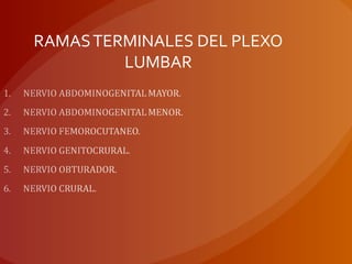 RAMASTERMINALES DEL PLEXO
LUMBAR
 