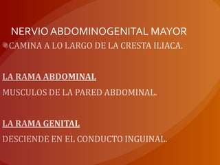 NERVIO ABDOMINOGENITAL MAYOR
 