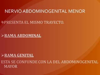 NERVIO ABDOMINOGENITAL MENOR
 