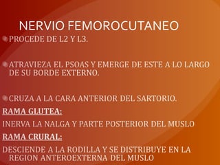 NERVIO FEMOROCUTANEO
 