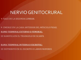 NERVIO GENITOCRURAL
 