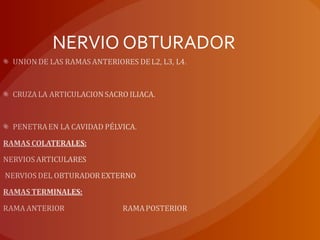 NERVIO OBTURADOR
 