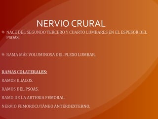 NERVIO CRURAL
 