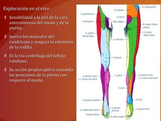 Exploración en el vivoExploración en el vivo
 Sensibilidad a la piel de la caraSensibilidad a la piel de la cara
anterointerna del muslo y de laanterointerna del muslo y de la
pierna.pierna.
 Inerva los músculos delInerva los músculos del
cuádriceps y asegura la extensióncuádriceps y asegura la extensión
de la rodilla.de la rodilla.
 Es la vía centrífuga del reflejoEs la vía centrífuga del reflejo
rotuliano.rotuliano.
 Su acción propioceptiva comandaSu acción propioceptiva comanda
las posiciones de la pierna conlas posiciones de la pierna con
respecto al muslo.respecto al muslo.
 