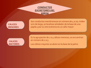 CONDUCTOS
EXCRETORES DEL
RIÑON
CONDUCTOS
EXCRETORES DEL
RIÑON
Son conductos membranosos en número de 4 a 20; miden
1cm de largo; se localizan alrededor de la base de una
papila y por su otro extremo en un cáliz mayor
Son conductos membranosos en número de 4 a 20; miden
1cm de largo; se localizan alrededor de la base de una
papila y por su otro extremo en un cáliz mayor
CÁLICES
MENORES
CÁLICES
MENORES
Es la agrupación de 2 a 4 cálices menores; se encuentran
en número de 2 a 5
Los cálices mayores se abren en la base de la pelvis
Es la agrupación de 2 a 4 cálices menores; se encuentran
en número de 2 a 5
Los cálices mayores se abren en la base de la pelvis
CÁLICES
MAYORES
CÁLICES
MAYORES
 