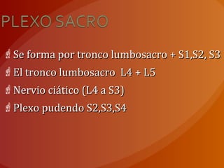 Se forma por tronco lumbosacro + S1,S2, S3Se forma por tronco lumbosacro + S1,S2, S3
El tronco lumbosacro L4 + L5El tronco lumbosacro L4 + L5
Nervio ciático (L4 a S3)Nervio ciático (L4 a S3)
Plexo pudendo S2,S3,S4Plexo pudendo S2,S3,S4
 
