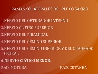 RAMAS COLATERALES DEL PLEXO SACRO
 