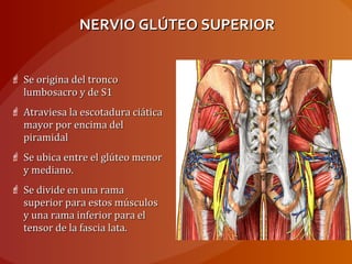 NERVIO GLÚTEO SUPERIORNERVIO GLÚTEO SUPERIOR
 Se origina del troncoSe origina del tronco
lumbosacro y de S1lumbosacro y de S1
 Atraviesa la escotadura ciáticaAtraviesa la escotadura ciática
mayor por encima delmayor por encima del
piramidalpiramidal
 Se ubica entre el glúteo menorSe ubica entre el glúteo menor
y mediano.y mediano.
 Se divide en una ramaSe divide en una rama
superior para estos músculossuperior para estos músculos
y una rama inferior para ely una rama inferior para el
tensor de la fascia lata.tensor de la fascia lata.
 