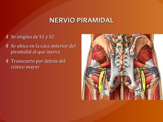 NERVIO PIRAMIDALNERVIO PIRAMIDAL
 Se origina de S1 y S2Se origina de S1 y S2
 Se ubica en la cara anterior delSe ubica en la cara anterior del
piramidal al que inervapiramidal al que inerva
 Transcurre por detrás delTranscurre por detrás del
ciático mayorciático mayor
 