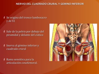 NERVIO DEL CUADRADO CRURAL Y GEMINO INFERIORNERVIO DEL CUADRADO CRURAL Y GEMINO INFERIOR
 Se origina del tronco lumbosacroSe origina del tronco lumbosacro
y de S1y de S1
 Sale de la pelvis por debajo delSale de la pelvis por debajo del
piramidal y delante del ciáticopiramidal y delante del ciático
 Inerva al gémino inferior yInerva al gémino inferior y
cuadrado cruralcuadrado crural
 Rama sensitiva para laRama sensitiva para la
articulación coxofemoral.articulación coxofemoral.
 