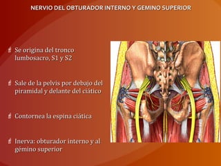 NERVIO DEL OBTURADOR INTERNO Y GEMINO SUPERIORNERVIO DEL OBTURADOR INTERNO Y GEMINO SUPERIOR
 Se origina del troncoSe origina del tronco
lumbosacro, S1 y S2lumbosacro, S1 y S2
 Sale de la pelvis por debajo delSale de la pelvis por debajo del
piramidal y delante del ciáticopiramidal y delante del ciático
 Contornea la espina ciáticaContornea la espina ciática
 Inerva: obturador interno y alInerva: obturador interno y al
gémino superiorgémino superior
 