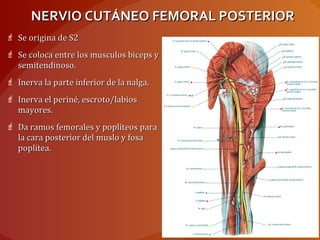 NERVIO CUTÁNEO FEMORAL POSTERIORNERVIO CUTÁNEO FEMORAL POSTERIOR
 Se origina de S2Se origina de S2
 Se coloca entre los musculos biceps ySe coloca entre los musculos biceps y
semitendinoso.semitendinoso.
 Inerva la parte inferior de la nalga.Inerva la parte inferior de la nalga.
 Inerva el periné, escroto/labiosInerva el periné, escroto/labios
mayores.mayores.
 Da ramos femorales y poplíteos paraDa ramos femorales y poplíteos para
la cara posterior del muslo y fosala cara posterior del muslo y fosa
poplítea.poplítea.
 
