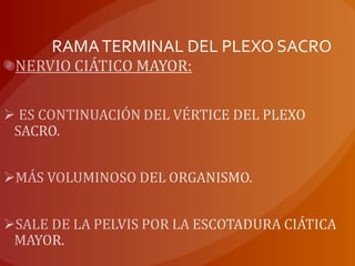 RAMATERMINAL DEL PLEXO SACRO
 