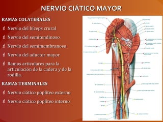 NERVIO CIÁTICO MAYORNERVIO CIÁTICO MAYOR
RAMAS COLATERALESRAMAS COLATERALES
 Nervio del bíceps cruralNervio del bíceps crural
 Nervio del semitendinosoNervio del semitendinoso
 Nervio del semimembranosoNervio del semimembranoso
 Nervio del aductor mayorNervio del aductor mayor
 Ramos articulares para laRamos articulares para la
articulación de la cadera y de laarticulación de la cadera y de la
rodilla.rodilla.
RAMAS TERMINALESRAMAS TERMINALES
 Nervio ciático poplíteo externoNervio ciático poplíteo externo
 Nervio ciático poplíteo internoNervio ciático poplíteo interno
 