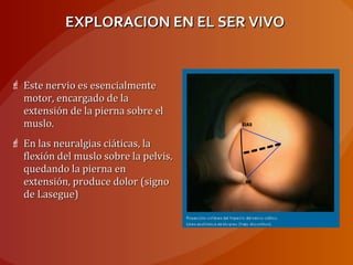 EXPLORACION EN EL SER VIVOEXPLORACION EN EL SER VIVO
 Este nervio es esencialmenteEste nervio es esencialmente
motor, encargado de lamotor, encargado de la
extensión de la pierna sobre elextensión de la pierna sobre el
muslo.muslo.
 En las neuralgias ciáticas, laEn las neuralgias ciáticas, la
flexión del muslo sobre la pelvis,flexión del muslo sobre la pelvis,
quedando la pierna enquedando la pierna en
extensión, produce dolor (signoextensión, produce dolor (signo
de Lasegue)de Lasegue)
 