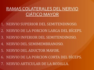 RAMAS COLATERALES DEL NERVIO
CIÁTICO MAYOR
 
