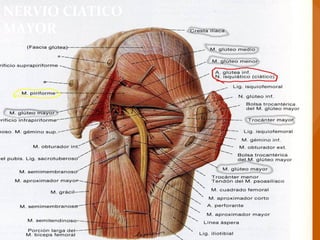 NERVIO CIATICO
MAYOR
 