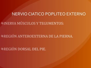 NERVIO CIATICO POPLITEO EXTERNO
 