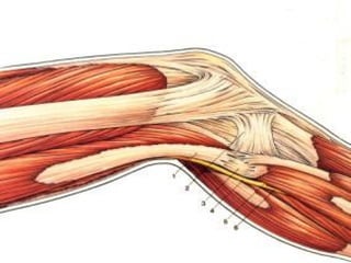 NERVIO CIATICO
POPLITEO
 