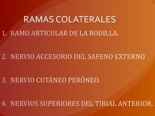 RAMAS COLATERALES
 