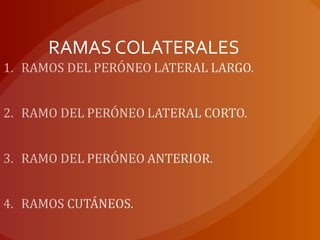 RAMAS COLATERALES
 