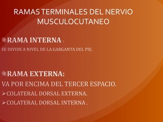 RAMASTERMINALES DEL NERVIO
MUSCULOCUTANEO
 