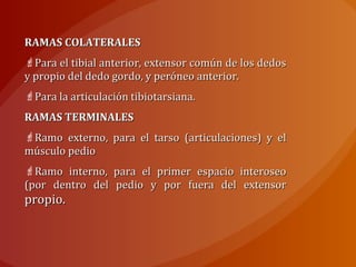 RAMAS COLATERALESRAMAS COLATERALES
Para el tibial anterior, extensor común de los dedosPara el tibial anterior, extensor común de los dedos
y propio del dedo gordo, y peróneo anterior.y propio del dedo gordo, y peróneo anterior.
Para la articulación tibiotarsiana.Para la articulación tibiotarsiana.
RAMAS TERMINALESRAMAS TERMINALES
Ramo externo, para el tarso (articulaciones) y elRamo externo, para el tarso (articulaciones) y el
músculo pediomúsculo pedio
Ramo interno, para el primer espacio interoseoRamo interno, para el primer espacio interoseo
(por dentro del pedio y por fuera del extensor(por dentro del pedio y por fuera del extensor
propio.propio.
 