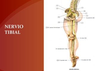 NERVIO
TIBIAL
 