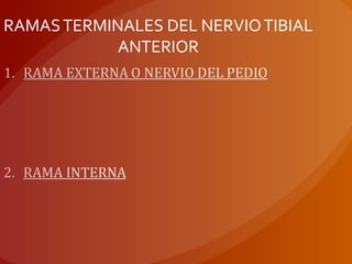 RAMASTERMINALES DEL NERVIOTIBIAL
ANTERIOR
 