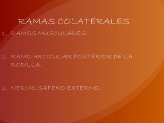 RAMAS COLATERALES
 