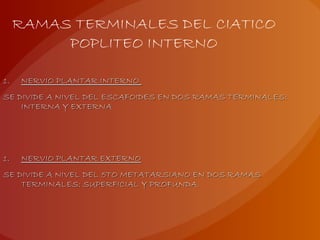 RAMAS TERMINALES DEL CIATICO
POPLITEO INTERNO
1.1. NERVIO PLANTAR INTERNONERVIO PLANTAR INTERNO
SE DIVIDE A NIVEL DEL ESCAFOIDES EN DOS RAMAS TERMINALES:SE DIVIDE A NIVEL DEL ESCAFOIDES EN DOS RAMAS TERMINALES:
INTERNA Y EXTERNAINTERNA Y EXTERNA
1.1. NERVIO PLANTAR EXTERNONERVIO PLANTAR EXTERNO
SE DIVIDE A NIVEL DEL 5TO METATARSIANO EN DOS RAMASSE DIVIDE A NIVEL DEL 5TO METATARSIANO EN DOS RAMAS
TERMINALES: SUPERFICIAL Y PROFUNDA.TERMINALES: SUPERFICIAL Y PROFUNDA.
 