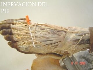 INERVACION DEL
PIE
 