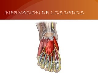 INERVACION DE LOS DEDOS
 