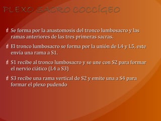  Se forma por la anastomosis del tronco lumbosacro y lasSe forma por la anastomosis del tronco lumbosacro y las
ramas anteriores de las tres primeras sacras.ramas anteriores de las tres primeras sacras.
 El tronco lumbosacro se forma por la unión de L4 y L5, esteEl tronco lumbosacro se forma por la unión de L4 y L5, este
envía una rama a S1.envía una rama a S1.
 S1 recibe al tronco lumbosacro y se une con S2 para formarS1 recibe al tronco lumbosacro y se une con S2 para formar
el nervio ciático (L4 a S3)el nervio ciático (L4 a S3)
 S3 recibe una rama vertical de S2 y emite una a S4 paraS3 recibe una rama vertical de S2 y emite una a S4 para
formar el plexo pudendoformar el plexo pudendo
 