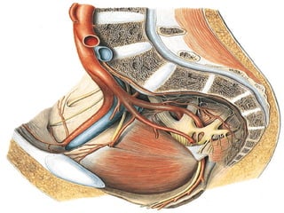 PLEXO
SACRO
COCCIGEO
 