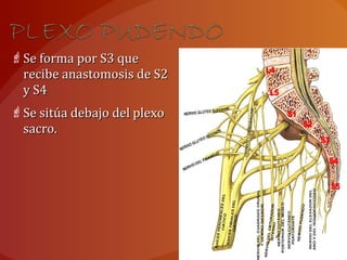 Se forma por S3 queSe forma por S3 que
recibe anastomosis de S2recibe anastomosis de S2
y S4y S4
Se sitúa debajo del plexoSe sitúa debajo del plexo
sacro.sacro.
 