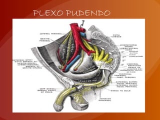 PLEXO PUDENDO
 