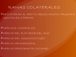 RAMAS COLATERALES
DESTINADAS AL RECTO,VEJIGA,VAGINA, ORGANOS
GENITALES Y PERINE.
NERVIOS VISCERALES
NERVIO DEL ELEVADOR DEL ANO
NERVIO DEL ISQUIOCOCCIGEO
NERVIO HEMORROIDAL
NERVIO PERFORANTE CUTANEO
 