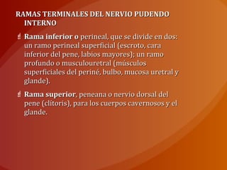 RAMAS TERMINALES DEL NERVIO PUDENDORAMAS TERMINALES DEL NERVIO PUDENDO
INTERNOINTERNO
 Rama inferior oRama inferior o perineal, que se divide en dos:perineal, que se divide en dos:
un ramo perineal superficial (escroto, caraun ramo perineal superficial (escroto, cara
inferior del pene, labios mayores); un ramoinferior del pene, labios mayores); un ramo
profundo o musculouretral (músculosprofundo o musculouretral (músculos
superficiales del periné, bulbo, mucosa uretral ysuperficiales del periné, bulbo, mucosa uretral y
glande).glande).
 Rama superiorRama superior, peneana o nervio dorsal del, peneana o nervio dorsal del
pene (clítoris), para los cuerpos cavernosos y elpene (clítoris), para los cuerpos cavernosos y el
glande.glande.
 